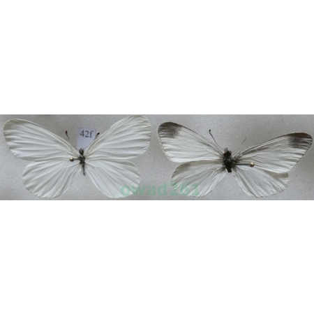 Leptidea sinapis (Linnaeus, 1758) pair Wietek gorczycznik Czech42f